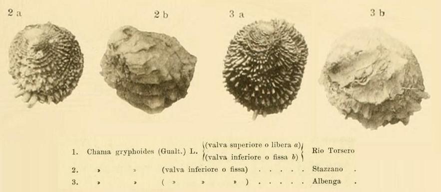 Chama gryphoides (Linn, 1758)